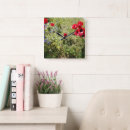 Recherche de pavots horloges Nature