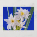 Zoek naar narcissus briefkaarten Daffodil