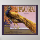 Recherche de paon vintage posters Plumes