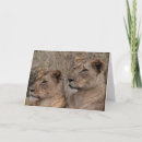 Recherche de lion africain vœux cartes Afrique