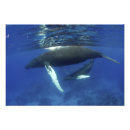 Recherche de mammifères marins posters Nature