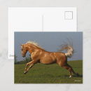 Zoek naar palomino briefkaarten Stallion