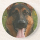 Recherche de berger bar Canin