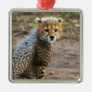 Recherche de guépard ornements Safari
