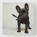 Recherche de bouledogue photographie Chiot