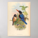 Zoek naar kingfisher kunst John gould
