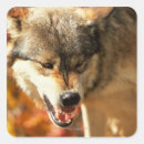 Recherche de portrait de loup autocollants Faune