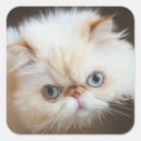 Recherche de oeil animal autocollants Photographie