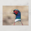 Recherche de faisan posters Rural