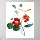 Recherche de nasturce posters Botanique