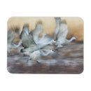 Zoek naar apache magneten Natuur