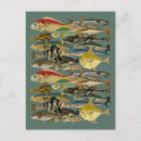 Recherche de poissons cartes postales pêcheur