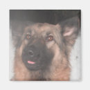 Recherche de chien de chasse magnets Animaux domestiques