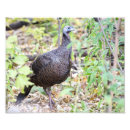 Recherche de dindes posters Faune