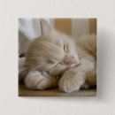 Recherche de de chaton badges Animal familier