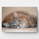 Recherche de cheveux plaques Gris