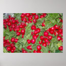 Recherche de radis art Nourriture