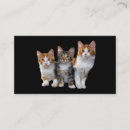 Recherche de dehors cartes visite Chaton