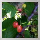 Recherche de arbre rouge posters Jardin