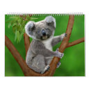 Recherche de koala calendriers Mignon