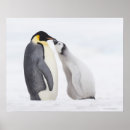 Zoek naar kuiken posters Liefde