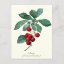 Recherche de fruits rouges cartes postales Nature