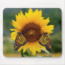 Recherche de monarque tapis souris Insectes