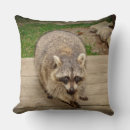 Zoek naar raccoon kussens Natuur