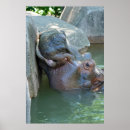 Zoek naar hippo posters Dier