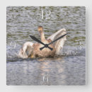 Recherche de faune horloges Sauvagine