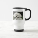 Recherche de de bichon tasses Animal familier