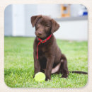 Recherche de chocolat labrador dessous de verres Animal