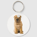 Recherche de shar pei accessoires Chiot