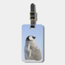 Recherche de pingouins bagages étiquettes Nature