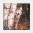 Recherche de loup gris magnets Canis lupus