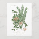 Recherche de sedum cartes postales Floral