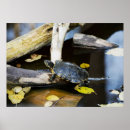 Recherche de amphibies posters Animal