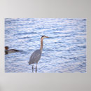 Recherche de les bleus posters Oiseaux