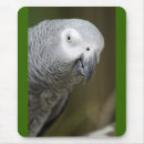 Recherche de perroquet mignon tapis souris Nature