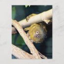 Recherche de petit singe cartes postales Primate