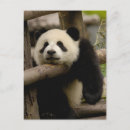 Recherche de panda géant cartes postales Ailuropoda melanoleuca