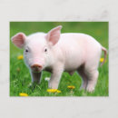Recherche de porc mignon cartes postales Animal