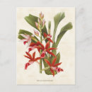 Recherche de orchidées cartes postales Floral