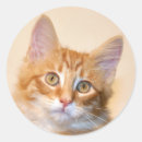 Zoek naar gember kat stickers Tabby