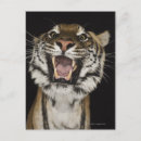 Recherche de tête tigre cartes postales Gros plan