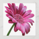 Recherche de gerbera daisy invitations Marguerites