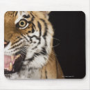Recherche de visage tigre tapis souris Faune