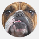Recherche de tauromachie autocollants Amoureux des chiens