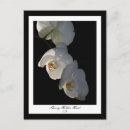 Recherche de orchidées exotiques cartes postales Floral