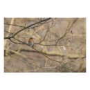 Recherche de bird painting posters Animals